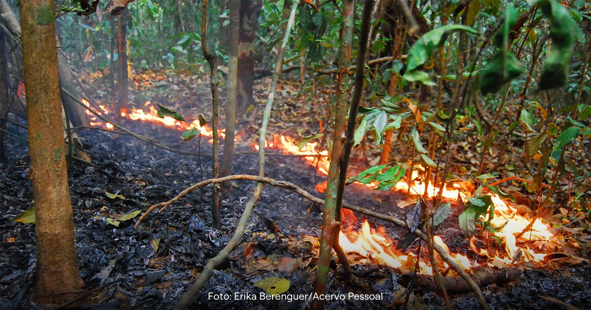 Fogo se alastra na Floresta Nacional (FLONA) do Tapajós, Pará. Foto: Erika Berenguer (acervo pessoal). Reprodução: <a href="https://jornal.usp.br/ciencias/amazonia-o-que-aconteceu-tres-anos-apos-o-fogo-e-a-seca/" target="_blank" rel="noopener">Jornal da USP</a>.