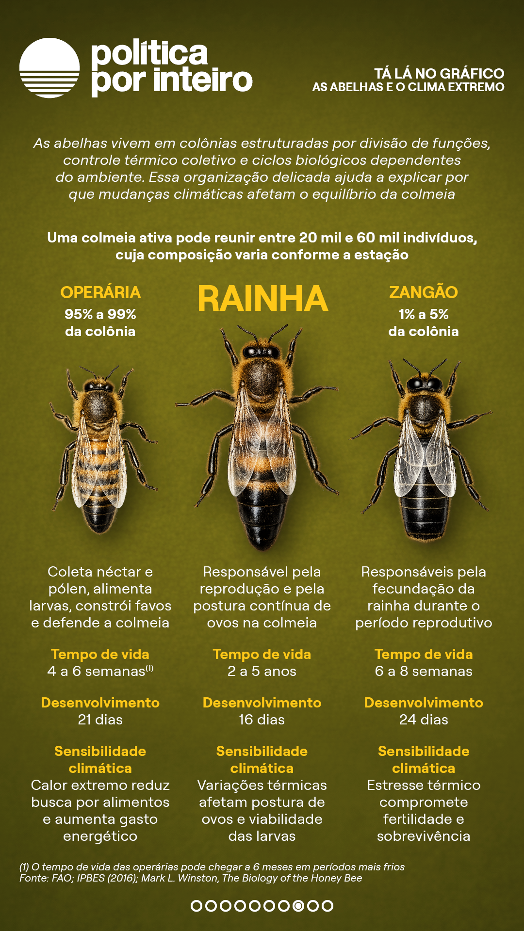 00_TalanoGraf - Abelhas8