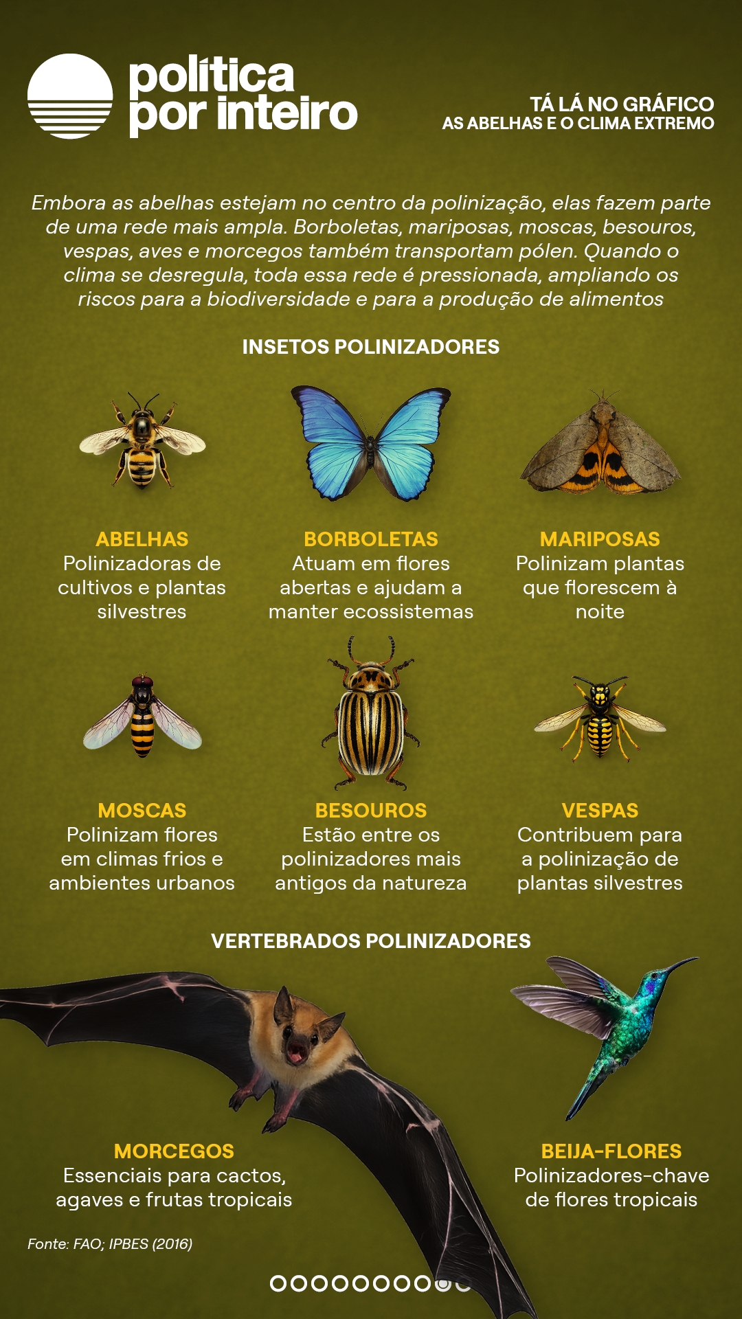 00_TalanoGraf - Abelhas9
